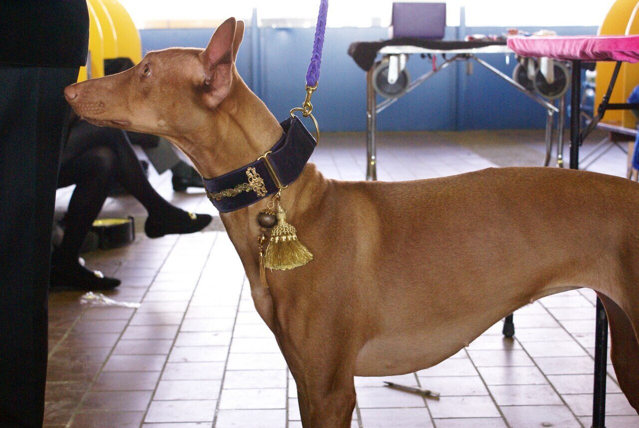 Dog accessories: leash, harness, bowl — Jessen