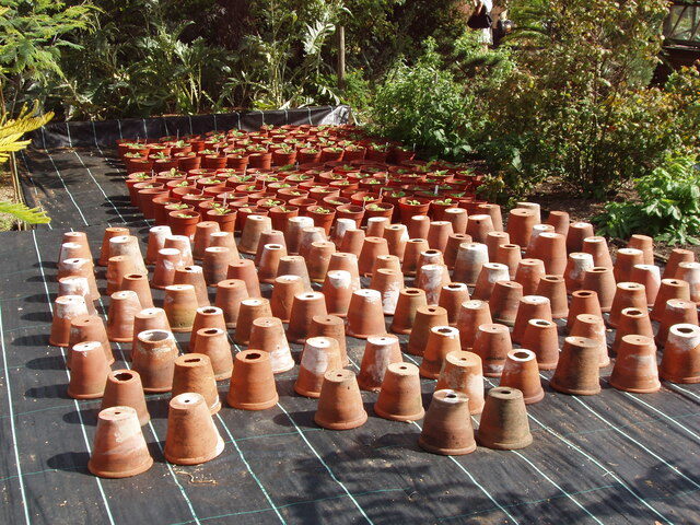 Flowerpots & Plants to Give Away — Nienburg