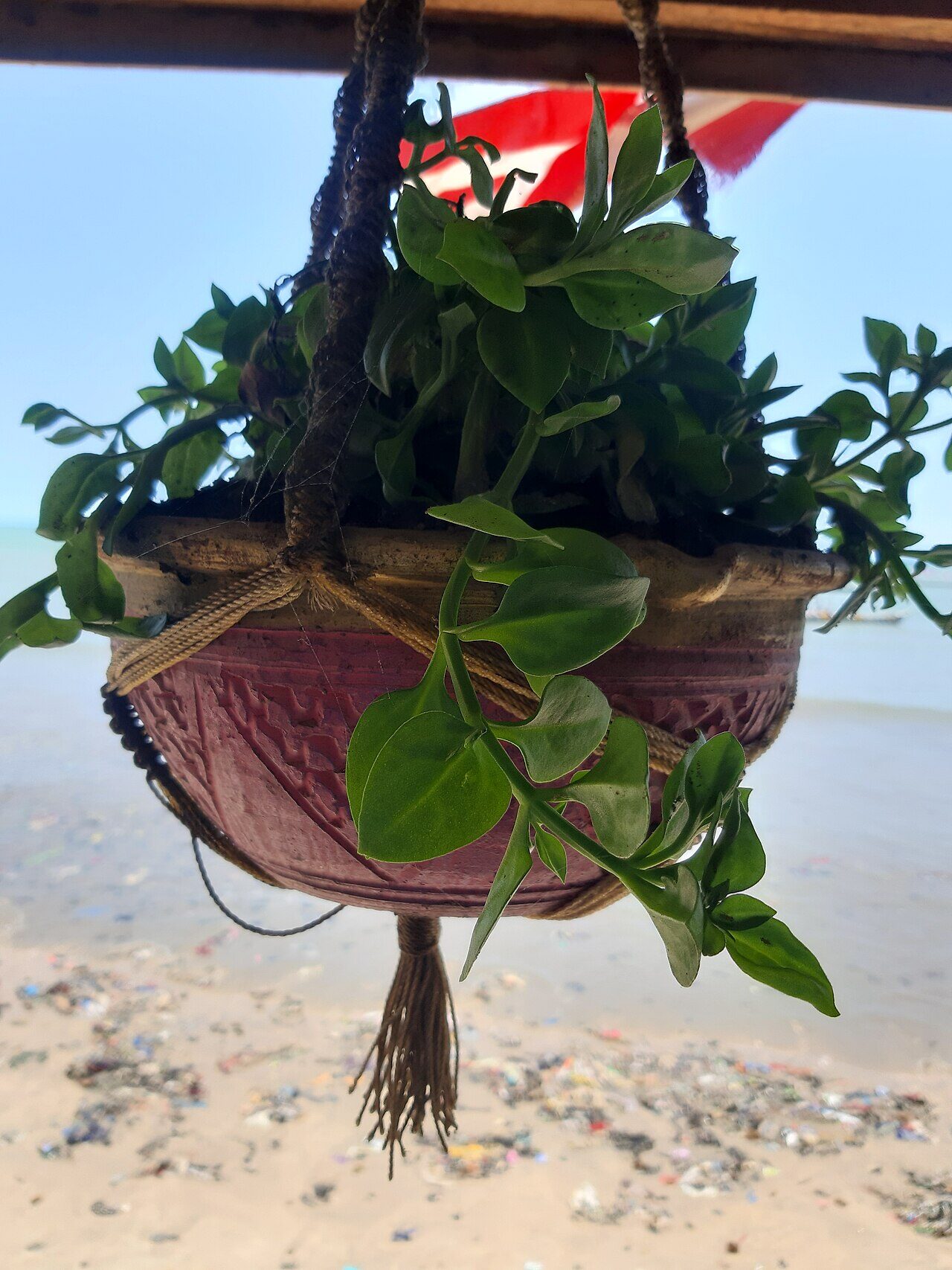 Flowerpots & Plants to Give Away — Brunsbüttel
