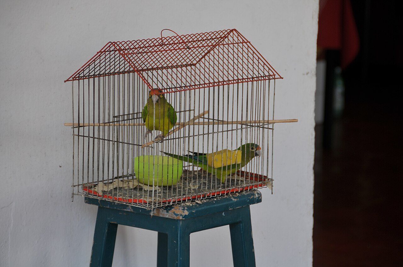 Vogelkäfig + Zubehör